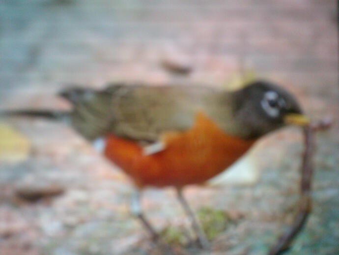 Robin - Male American Robins have brightly colored stomachs. They hop across grassy areas in search of worms, bugs, and caterpillars. They are not in the robin family. They are in the thrush family but are just named after the European Robin.
