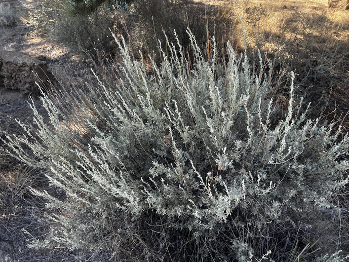 Sage Brush - Mint green and smells good. Usually grows is round bushes