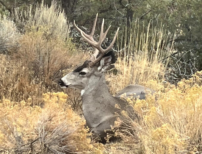 Mule Deer - they have big ears like a donkey with thin white tails with black at the end adult males can weigh up to 330 pounds also in Centeral Oregon they eat Bitter Brush and Sage Brush