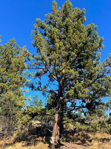 Juniper trees - they have blue berries on them and have pointy leaves that are crunchy
