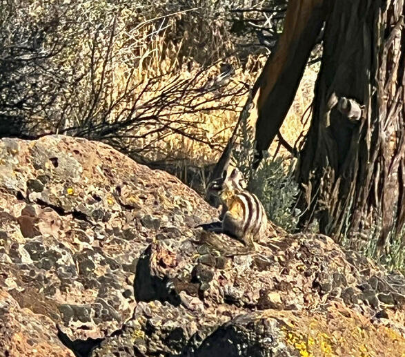 Chipmunk - Brown and grey. They have stripes on their face and bodies. If you see one without stripes on their face it is a ground squirrel but not a chipmunk.